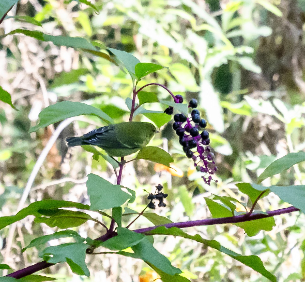 Tennessee Warbler - ML623834504