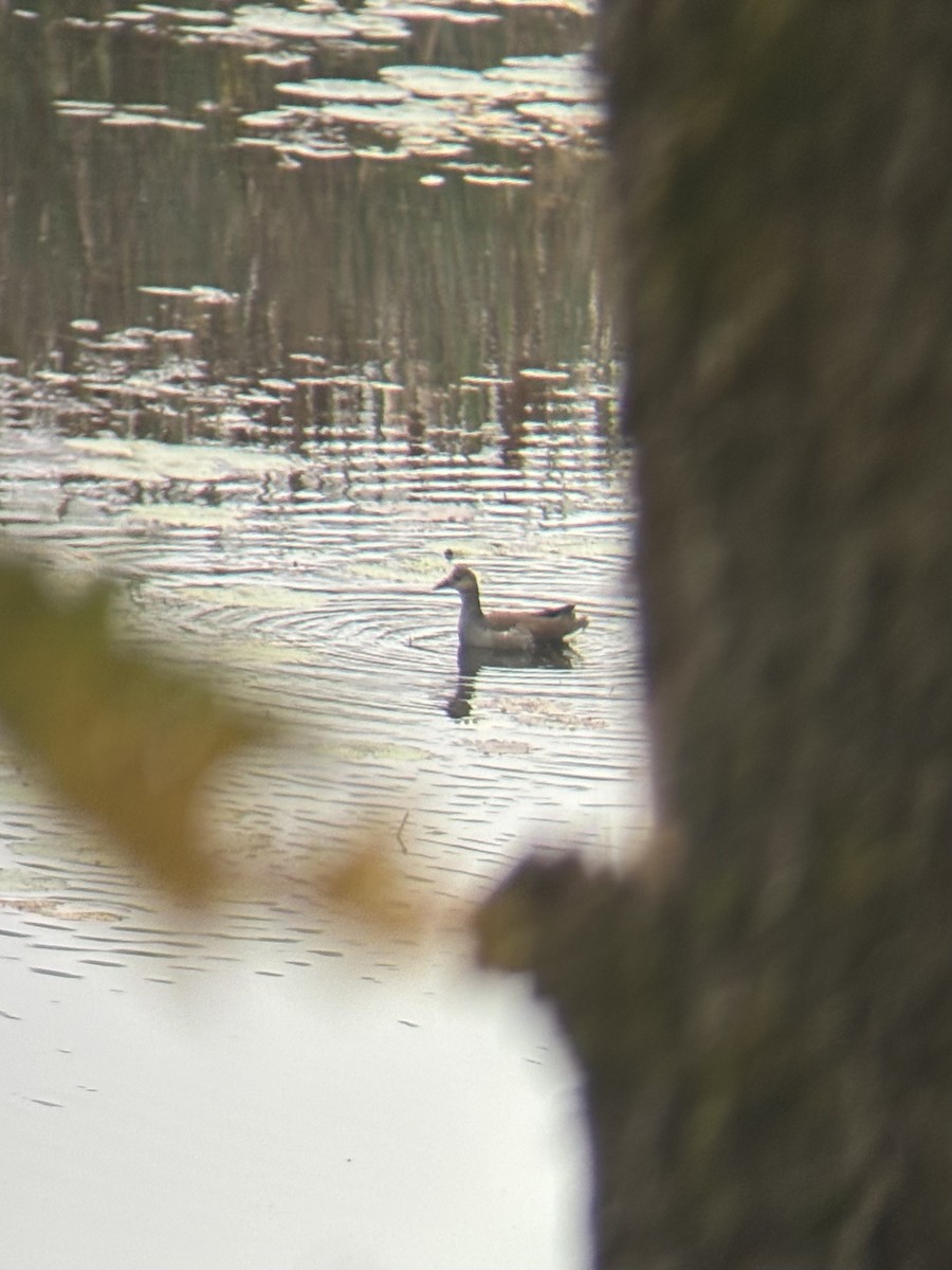 Common Gallinule - ML623834505