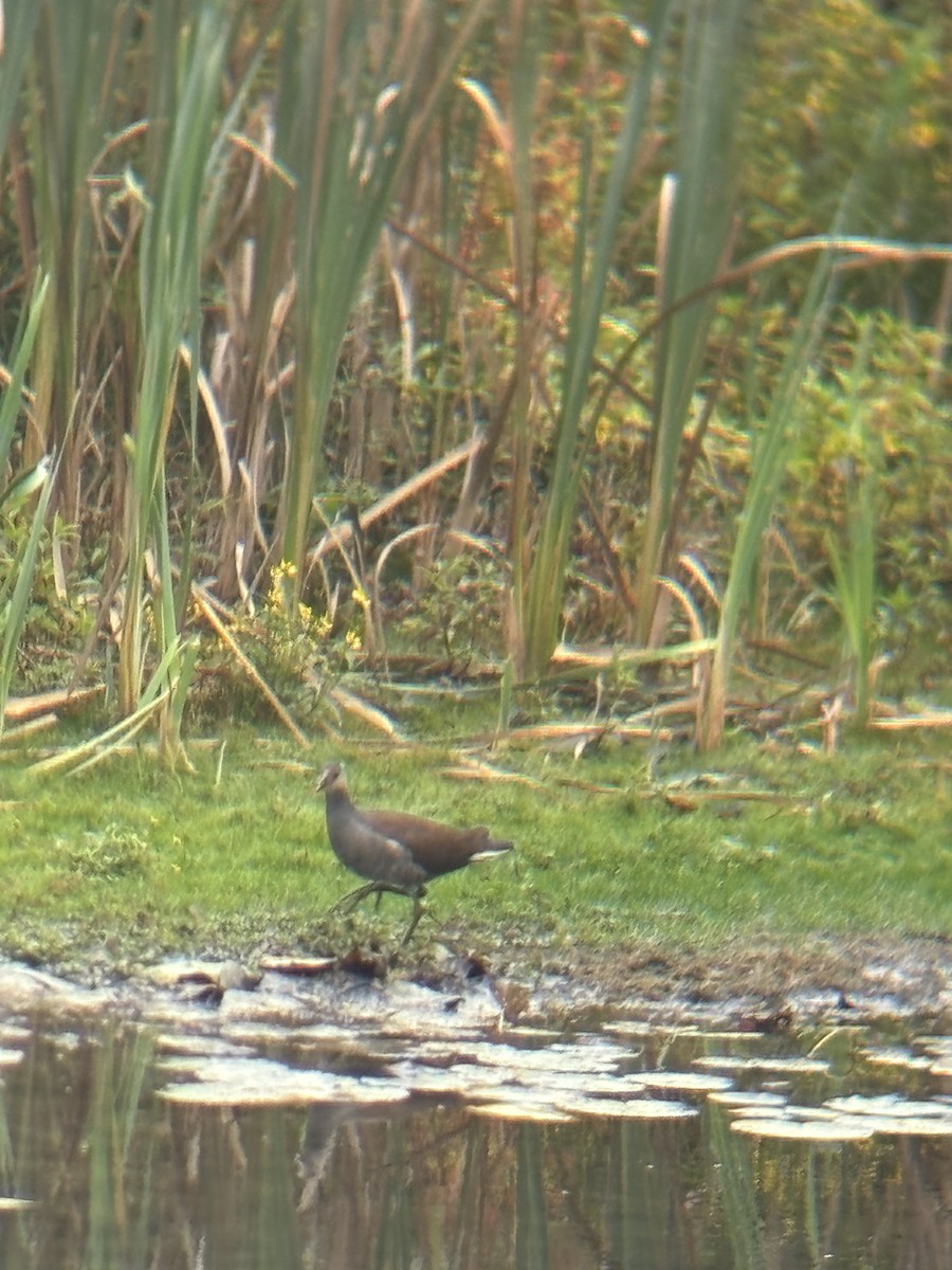 Common Gallinule - Emily Blaikie