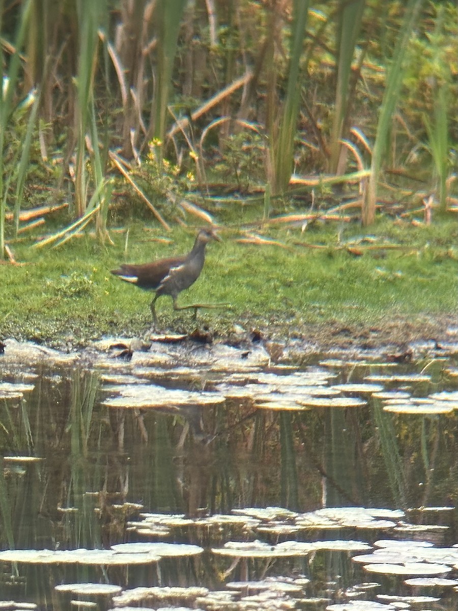 Common Gallinule - Emily Blaikie