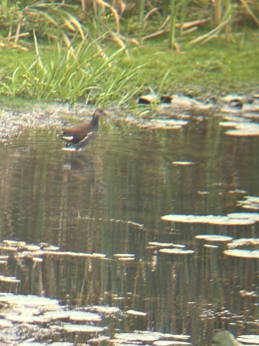 Common Gallinule - ML623834508