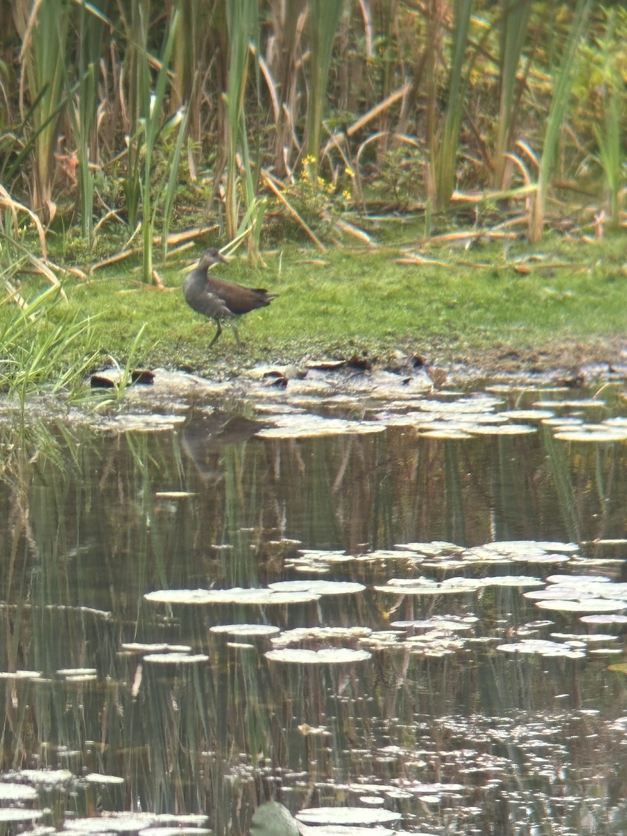 Common Gallinule - ML623834509