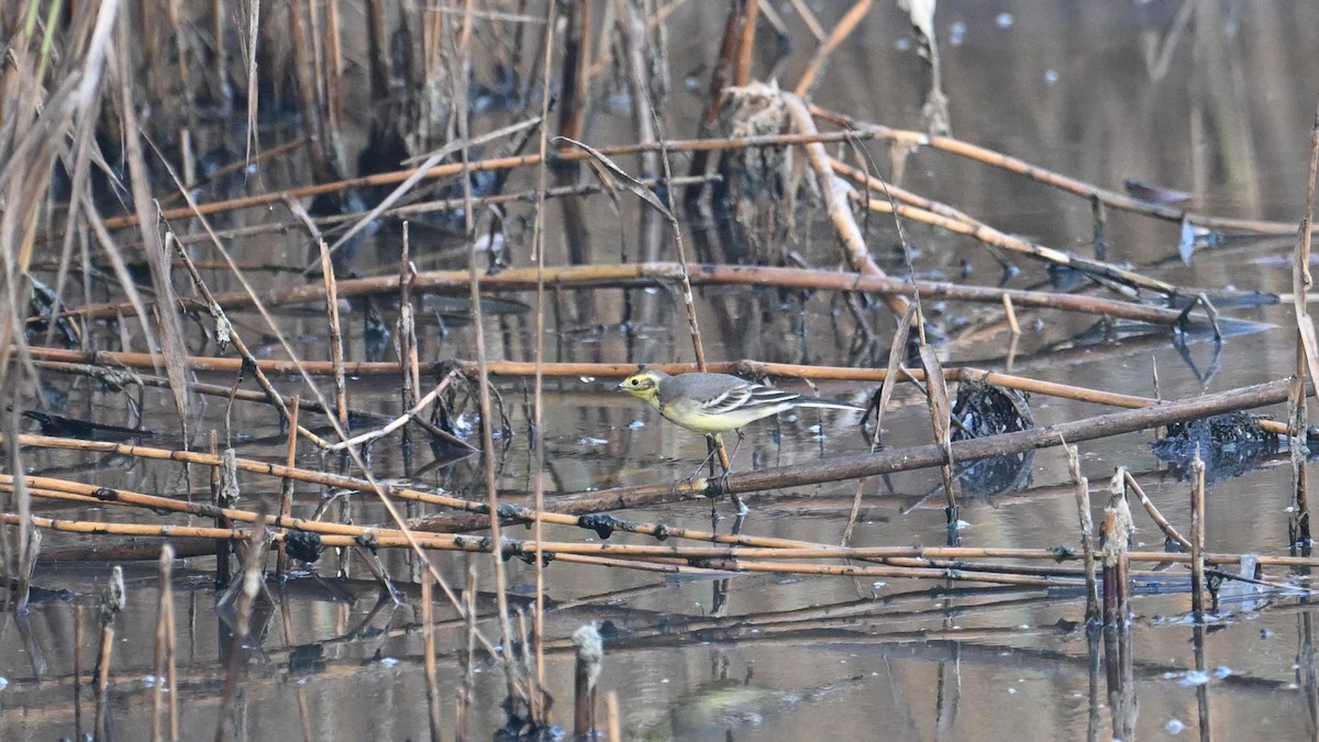 Citrine Wagtail (Gray-backed) - Vlad Sladariu