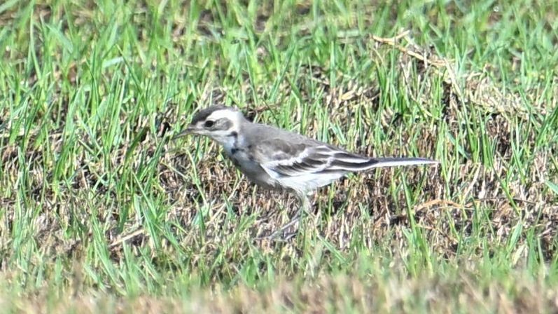 Citrine Wagtail (Gray-backed) - ML623834513