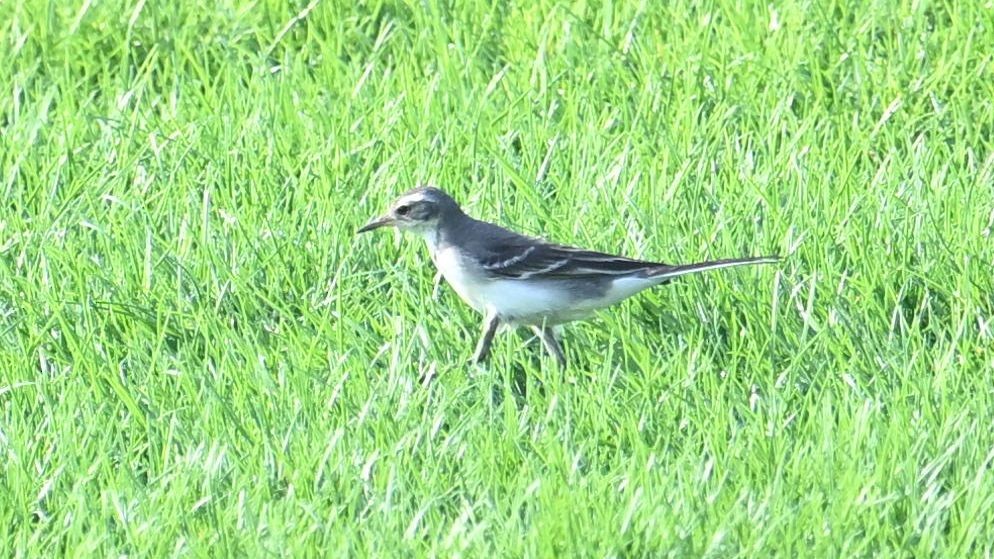 Western Yellow Wagtail - ML623834518