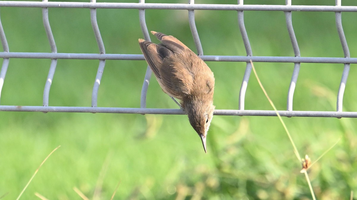 Clamorous Reed Warbler (Brown) - ML623834521