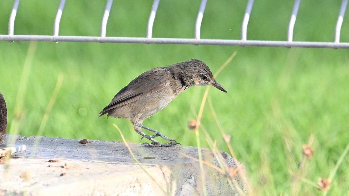 Clamorous Reed Warbler (Brown) - Vlad Sladariu