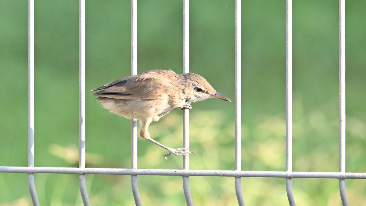 Clamorous Reed Warbler (Brown) - ML623834523