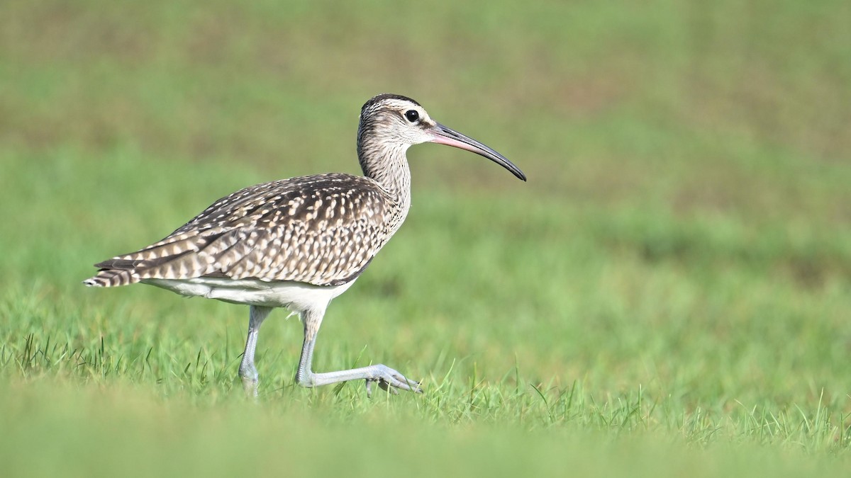 Chiurlo piccolo (phaeopus) - ML623834529