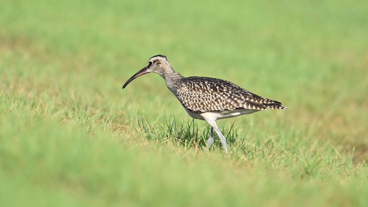 Chiurlo piccolo (phaeopus) - ML623834531