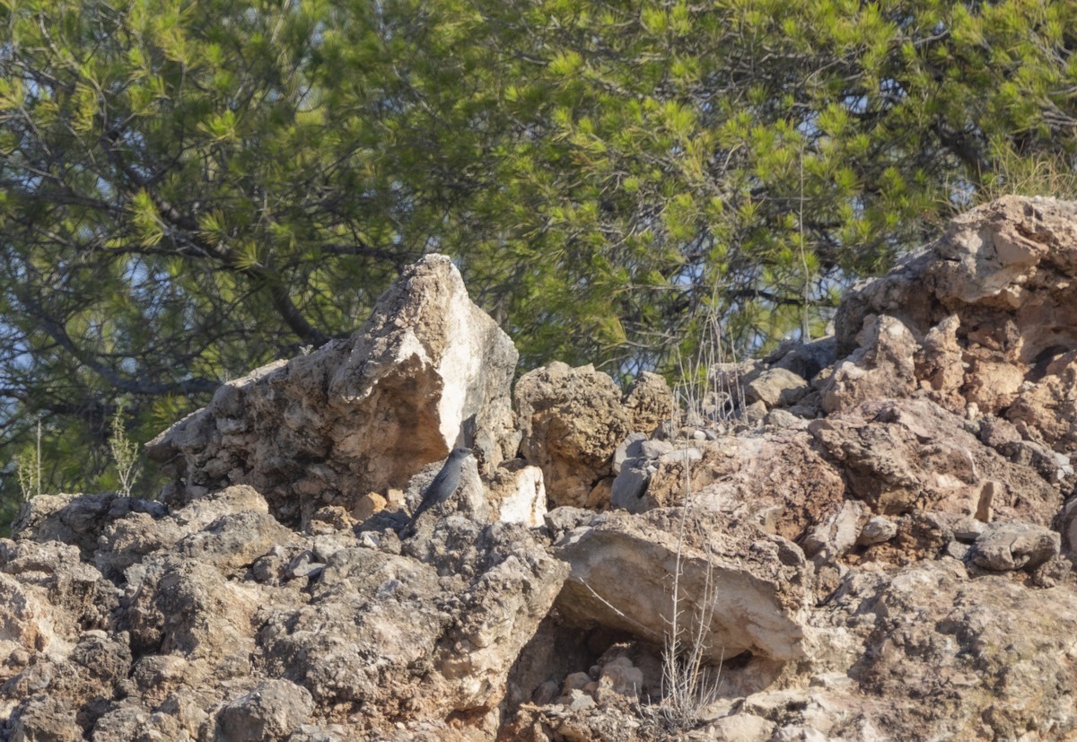 Passero solitario - ML623834666