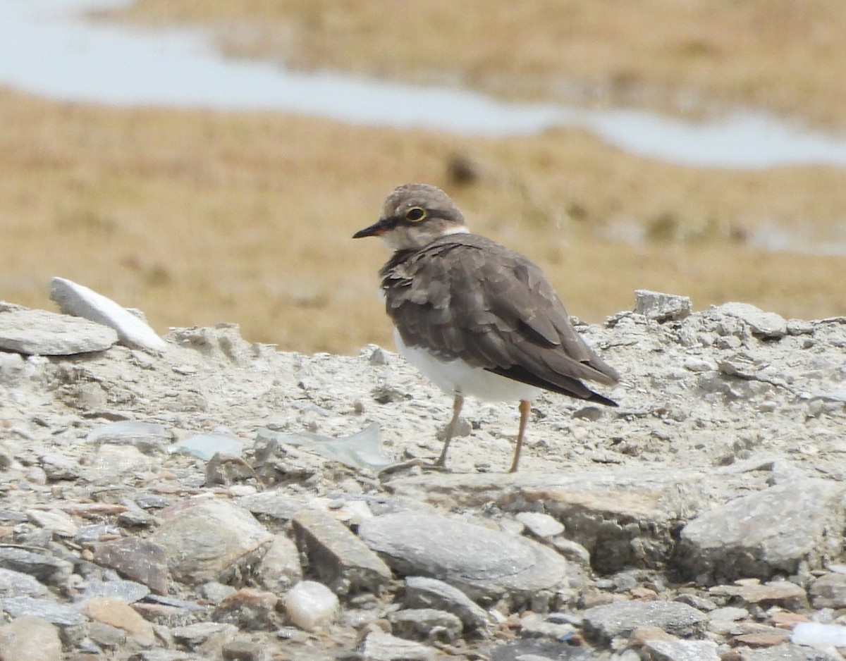 Little Ringed Plover - ML623834672