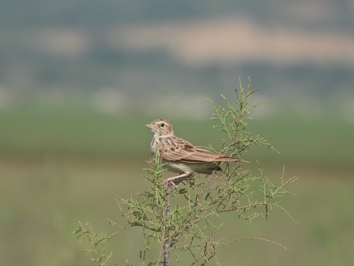 Indian Bushlark - ML623834696