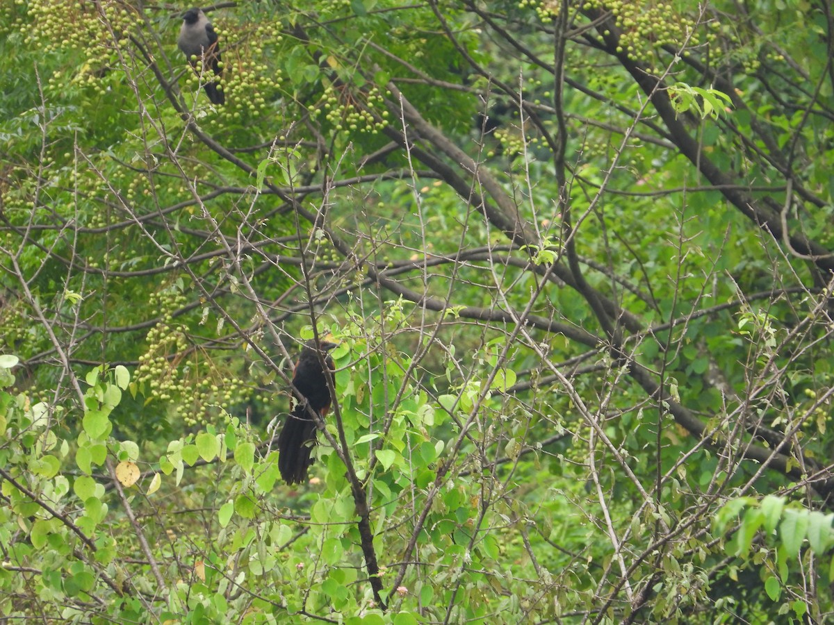 Greater Coucal - Kamal Kumar