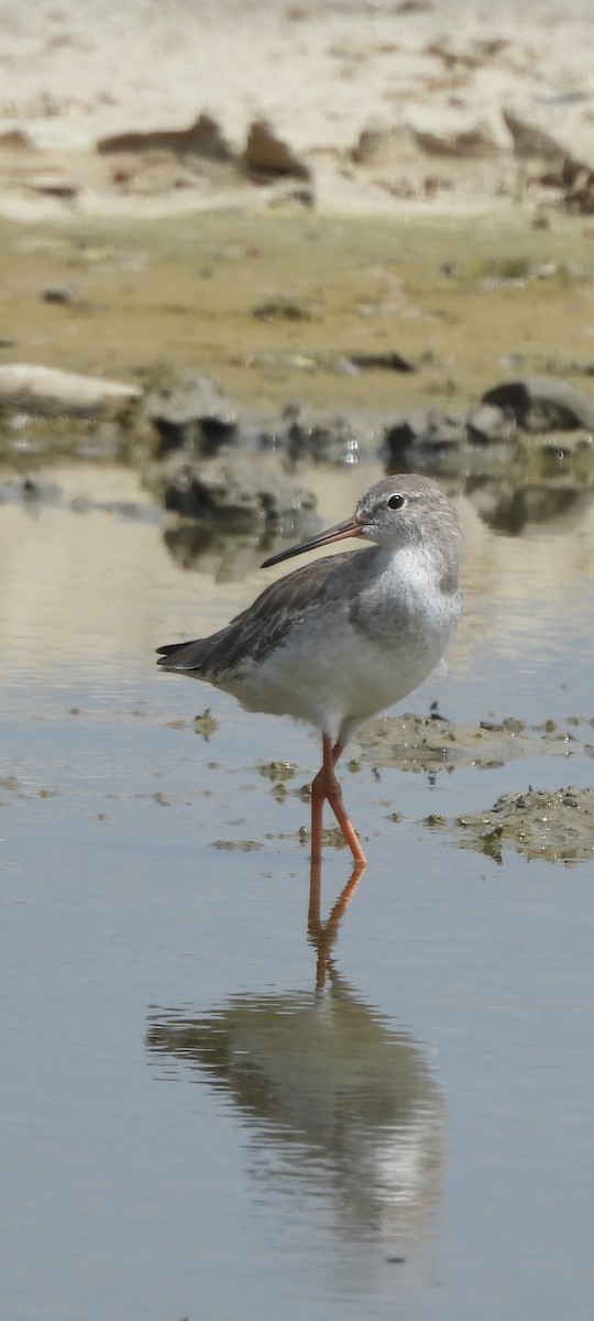 Common Redshank - ML623834741