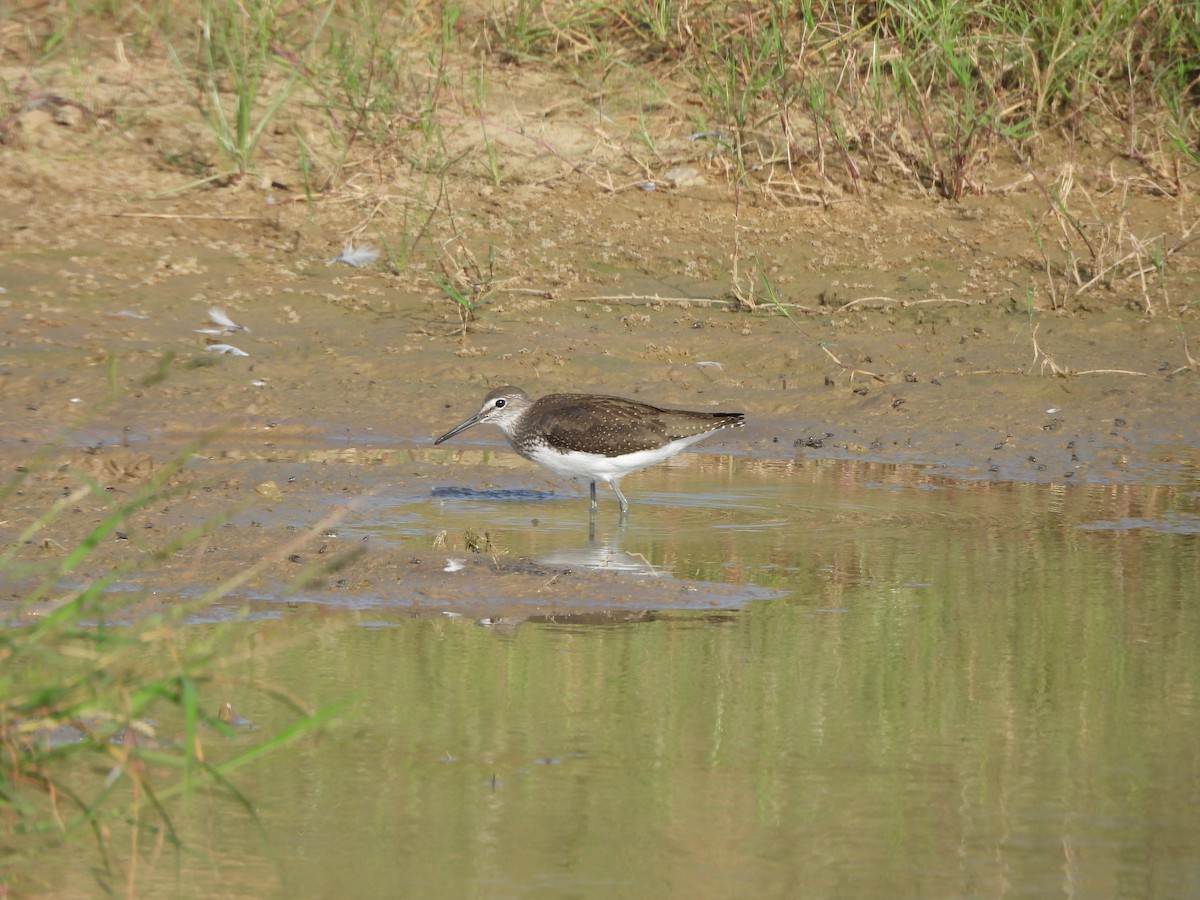 Green Sandpiper - ML623834778