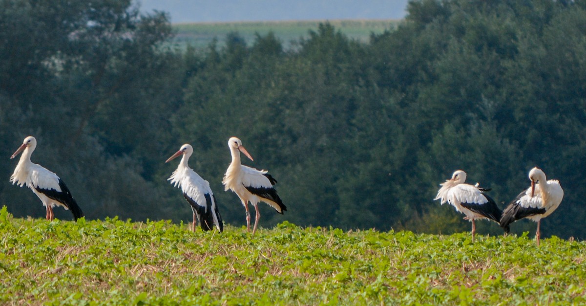 White Stork - ML623834784