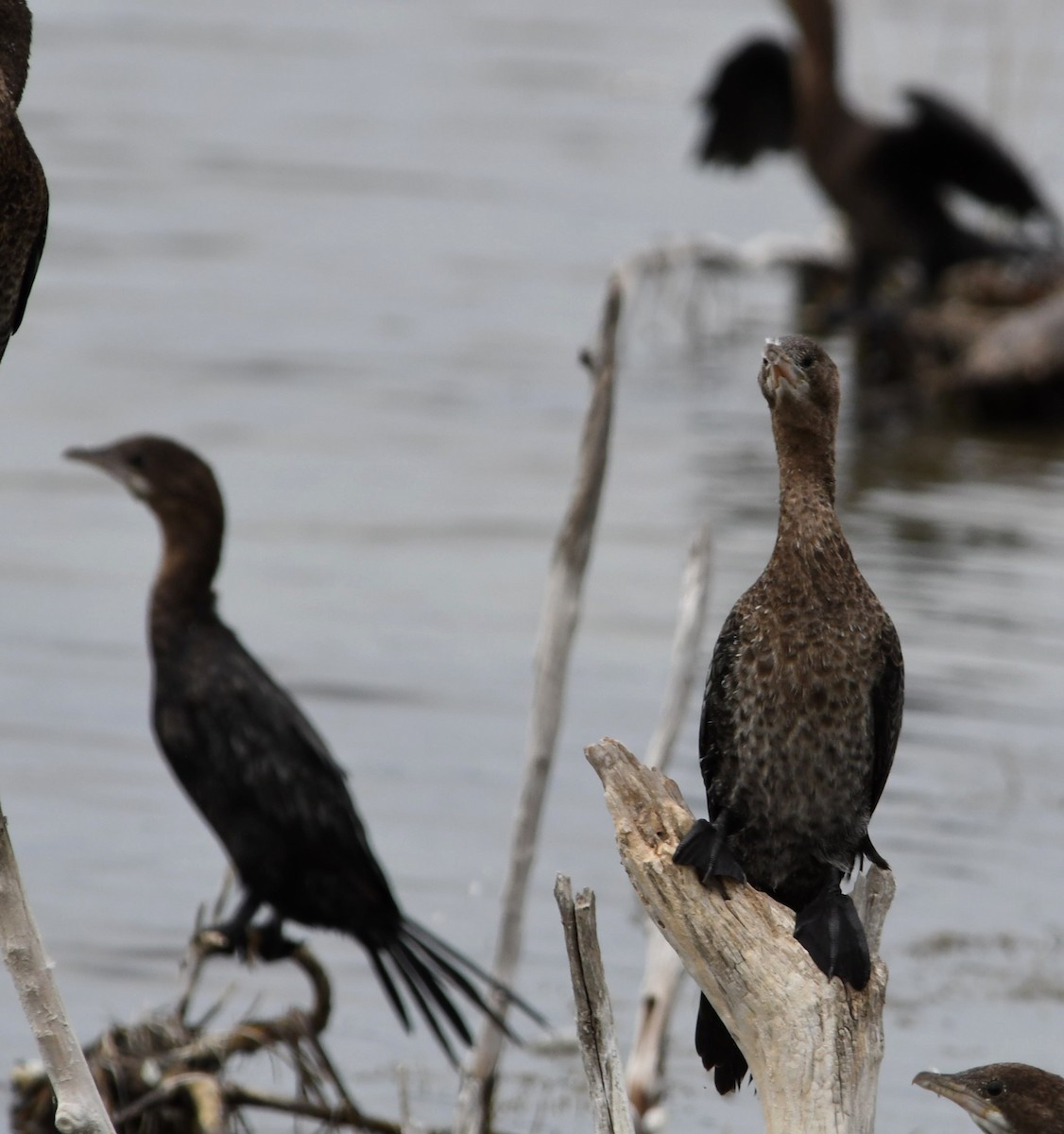 Pygmy Cormorant - ML623834789