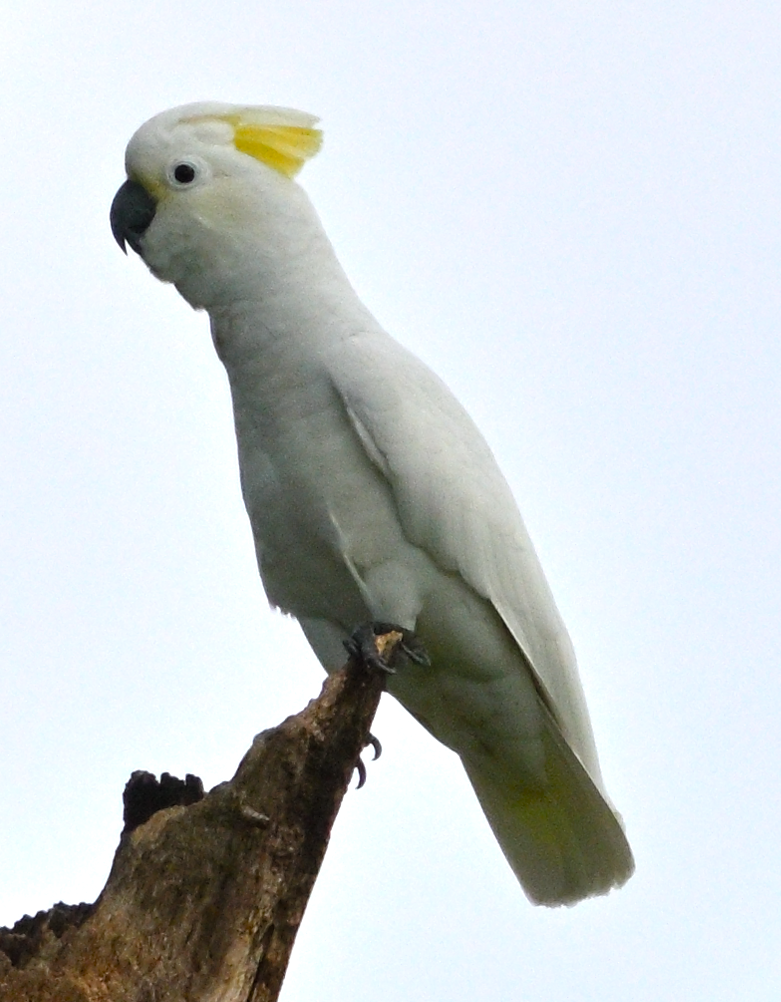 Yellow-crested Cockatoo - ML623834793