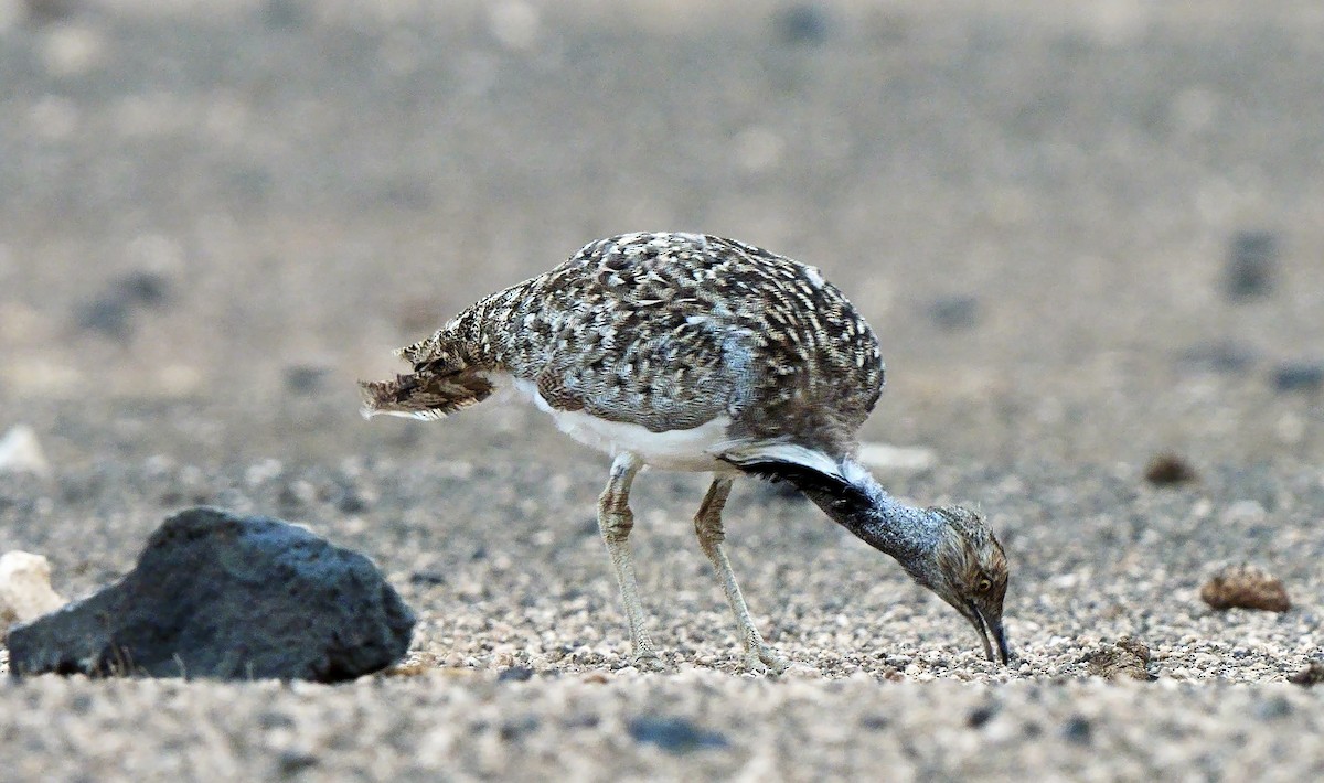 Houbara Bustard (Canary Is.) - ML623834797