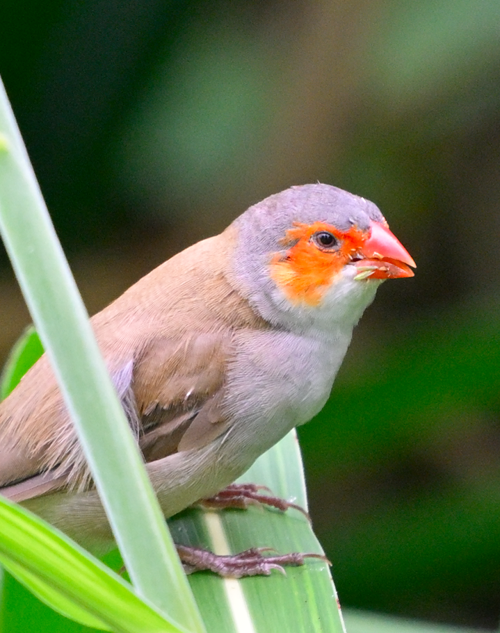 Orange-cheeked Waxbill - ML623834801