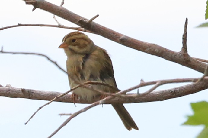 Clay-colored Sparrow - ML623834803