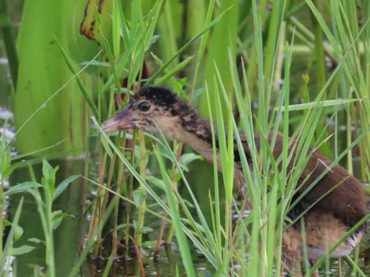 Purple Gallinule - ML623834863