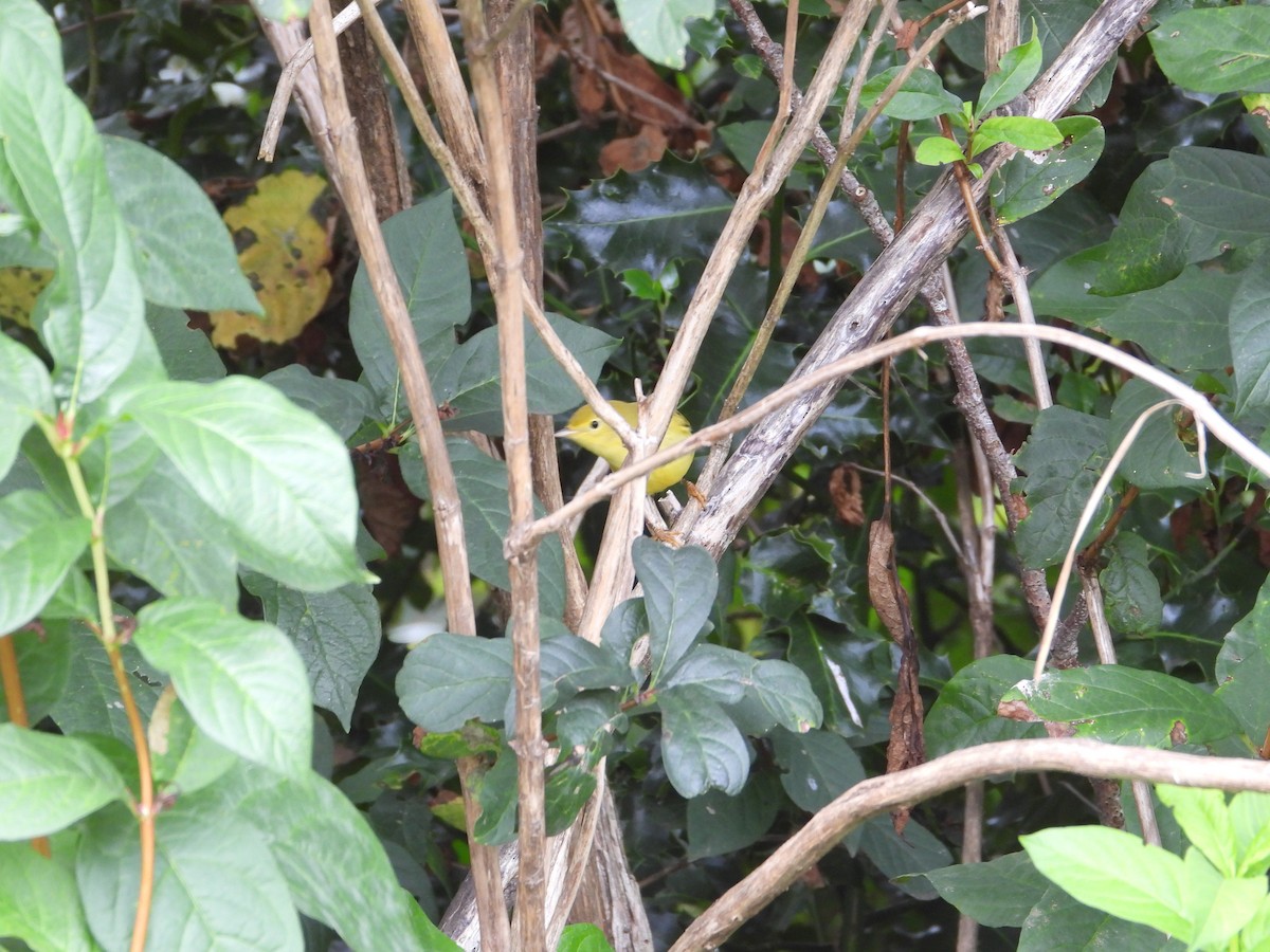 Yellow Warbler (Northern) - ML623834868