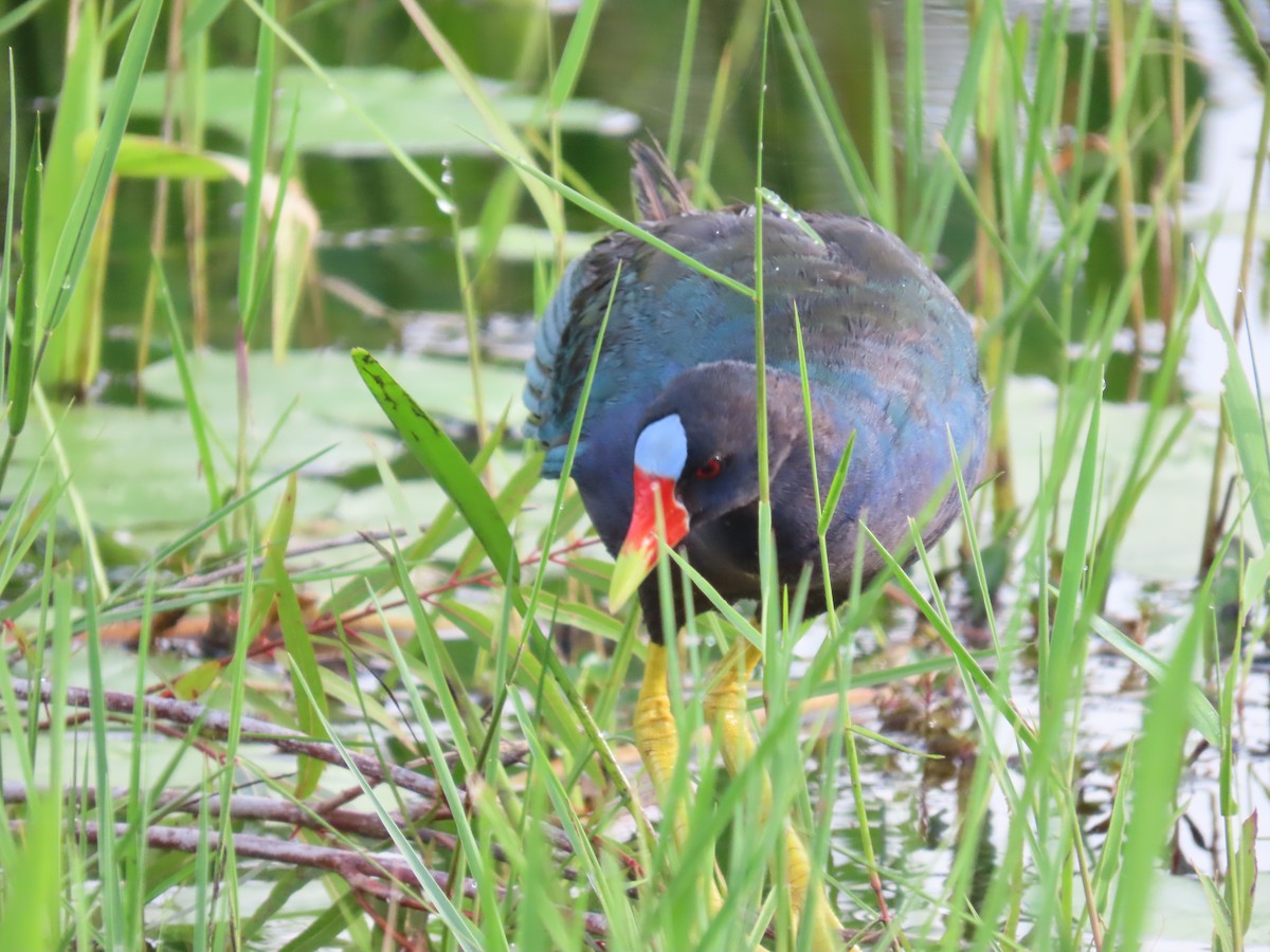 Purple Gallinule - Tom Obrock