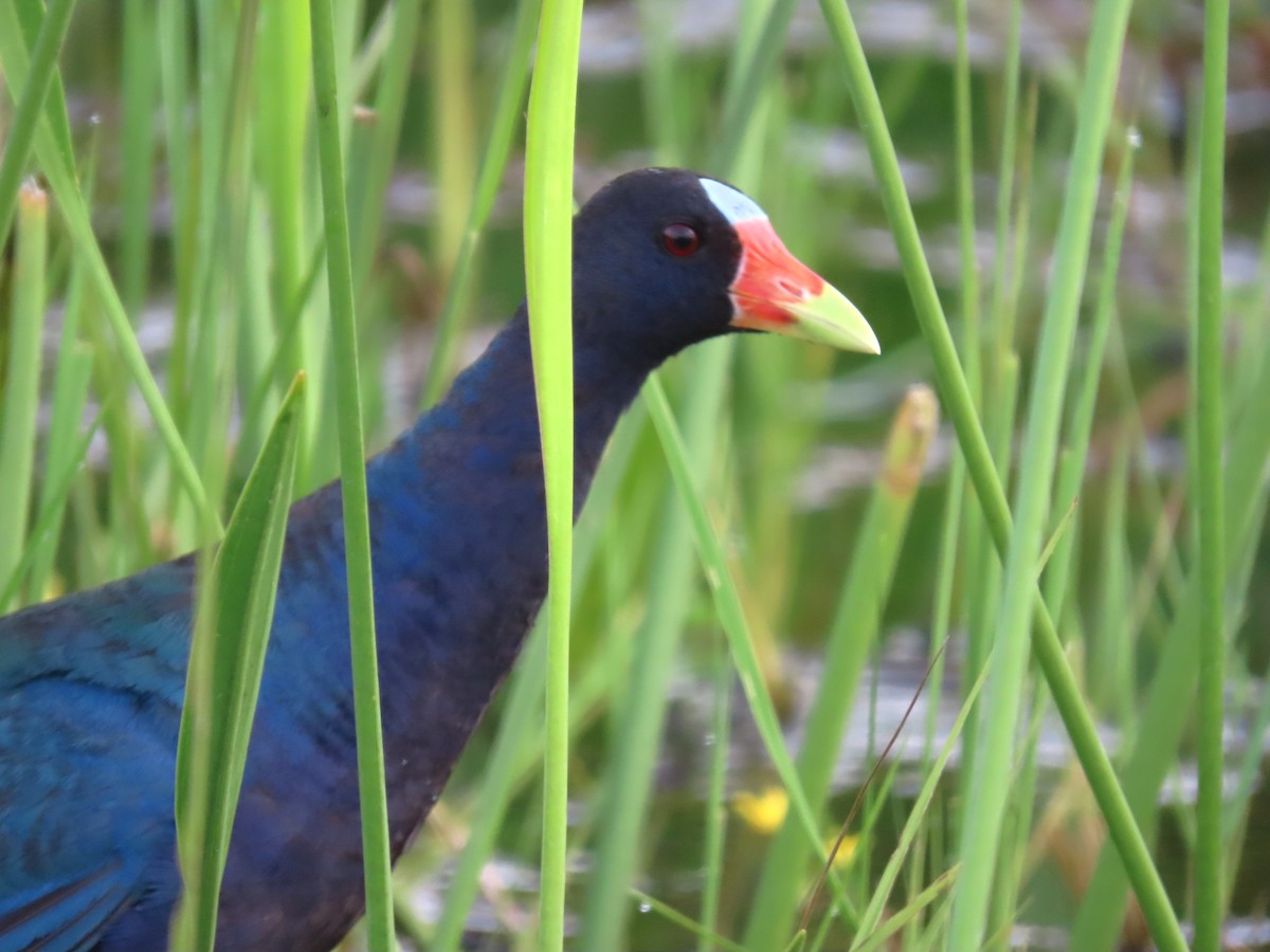 Purple Gallinule - Tom Obrock