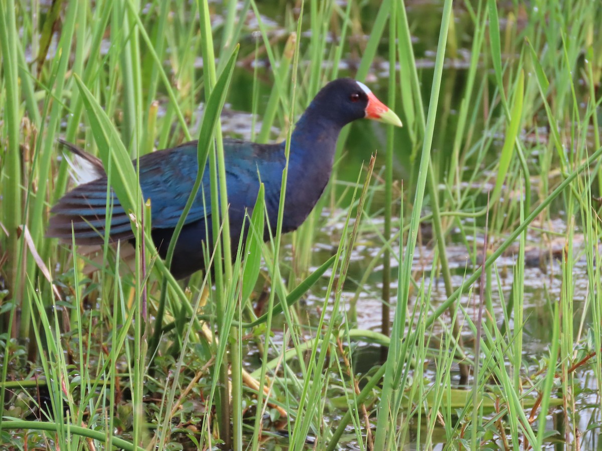 Purple Gallinule - ML623834886