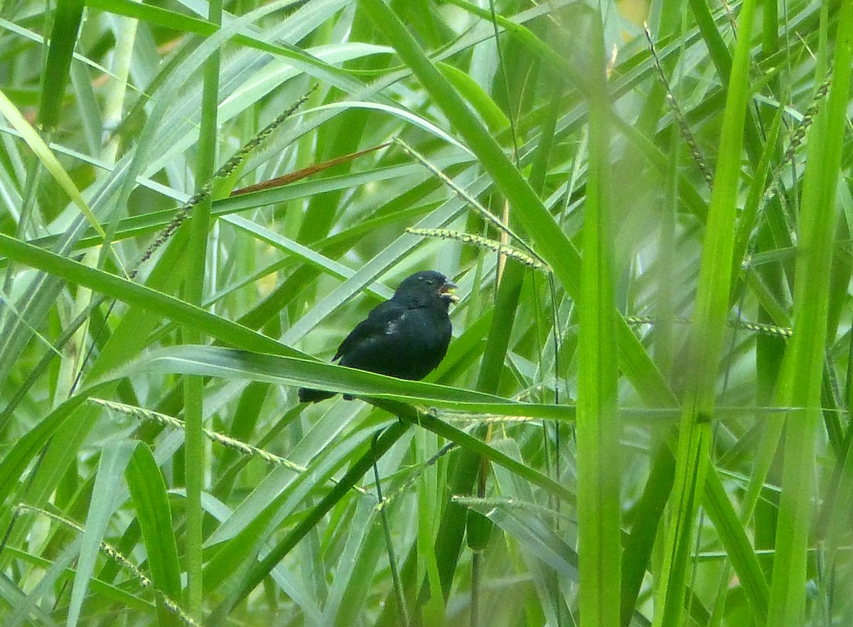 Variable Seedeater - ML62383491