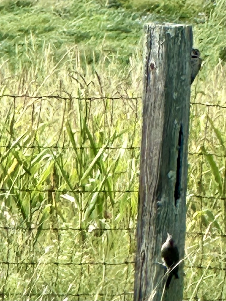 Northern Flicker - Larry Littrell