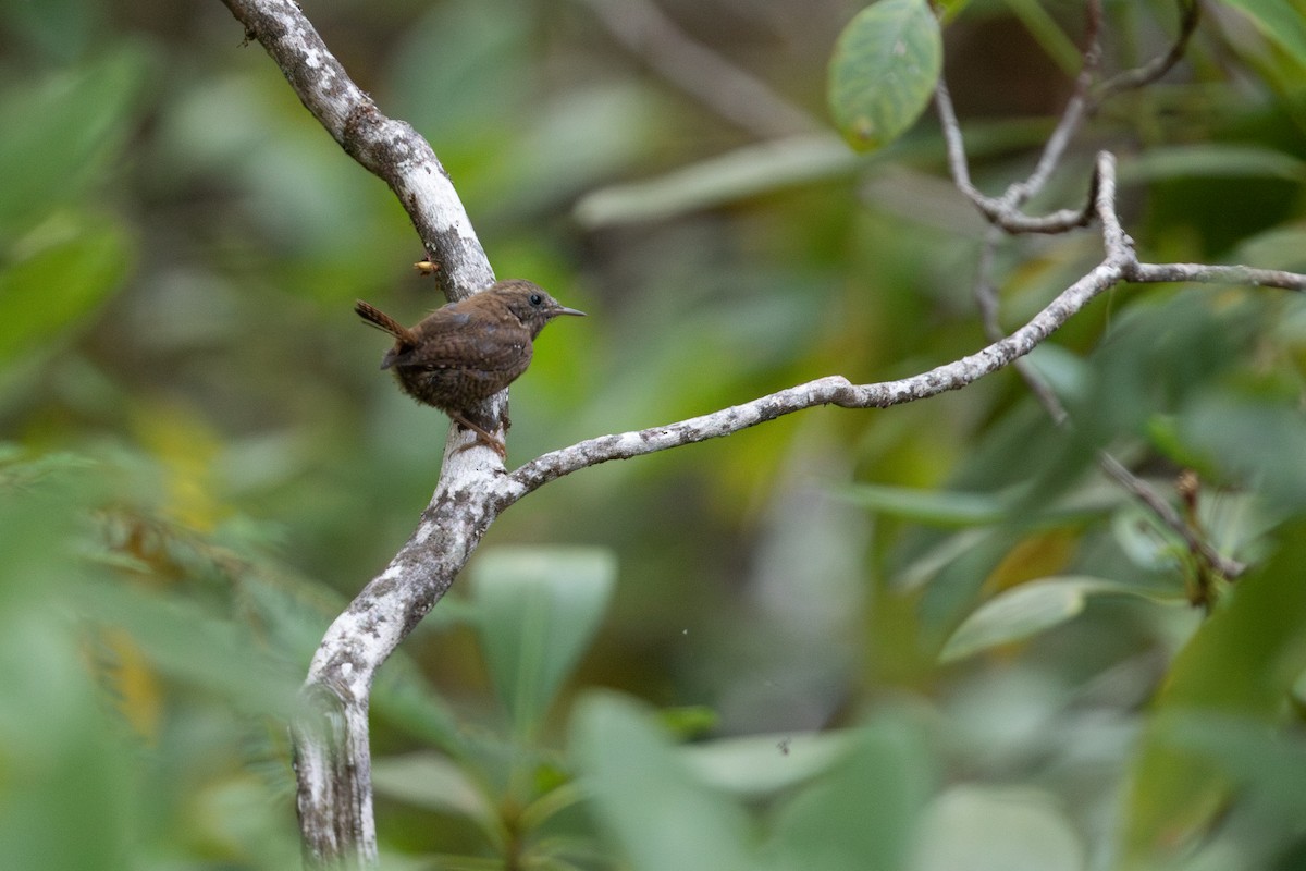 Pacific Wren - ML623834924