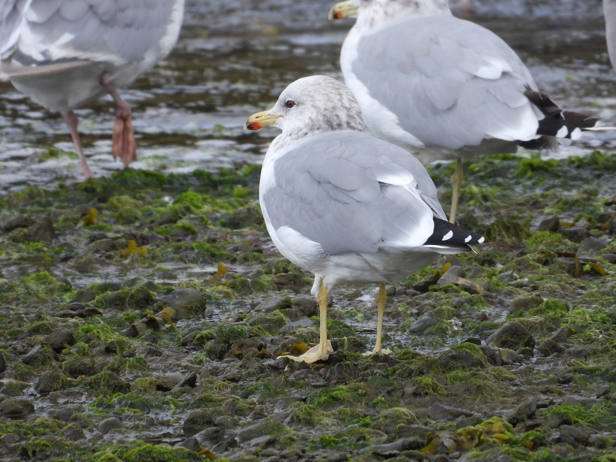 California Gull - ML623834941