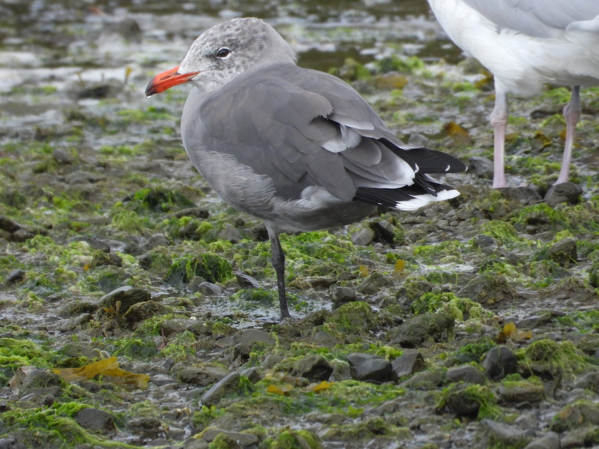 Heermann's Gull - ML623834943