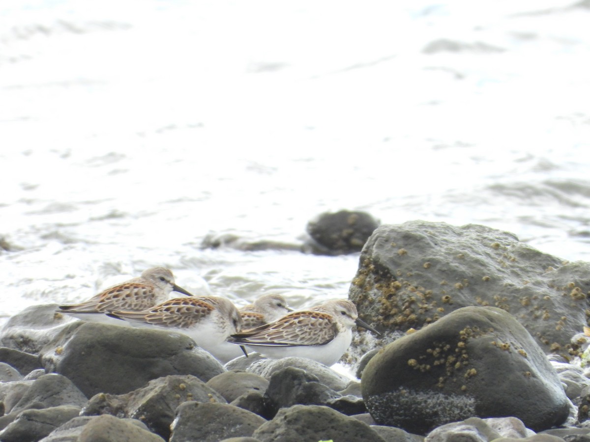 Western Sandpiper - ML623834948