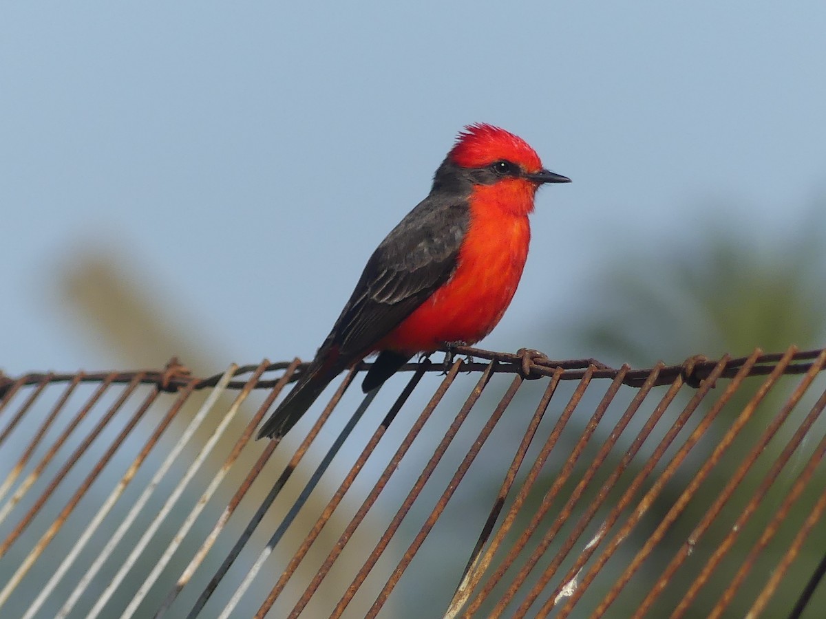 Vermilion Flycatcher - ML623834970