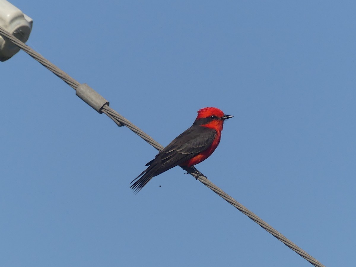 Vermilion Flycatcher - ML623834973