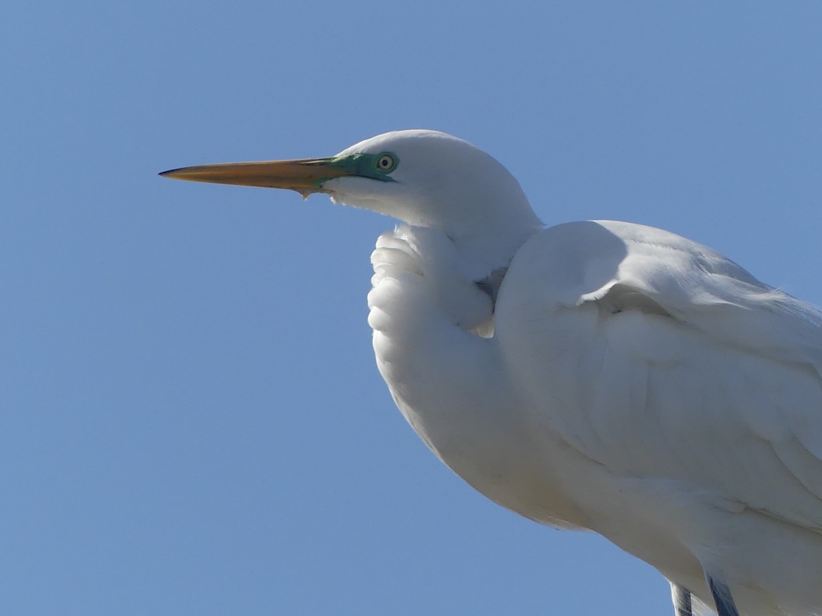 Great Egret - Fernando Vilariño