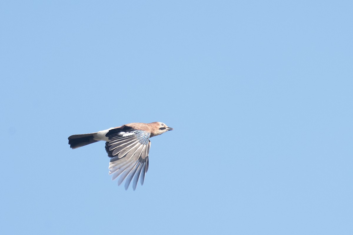 Eurasian Jay (Eurasian) - ML623835067