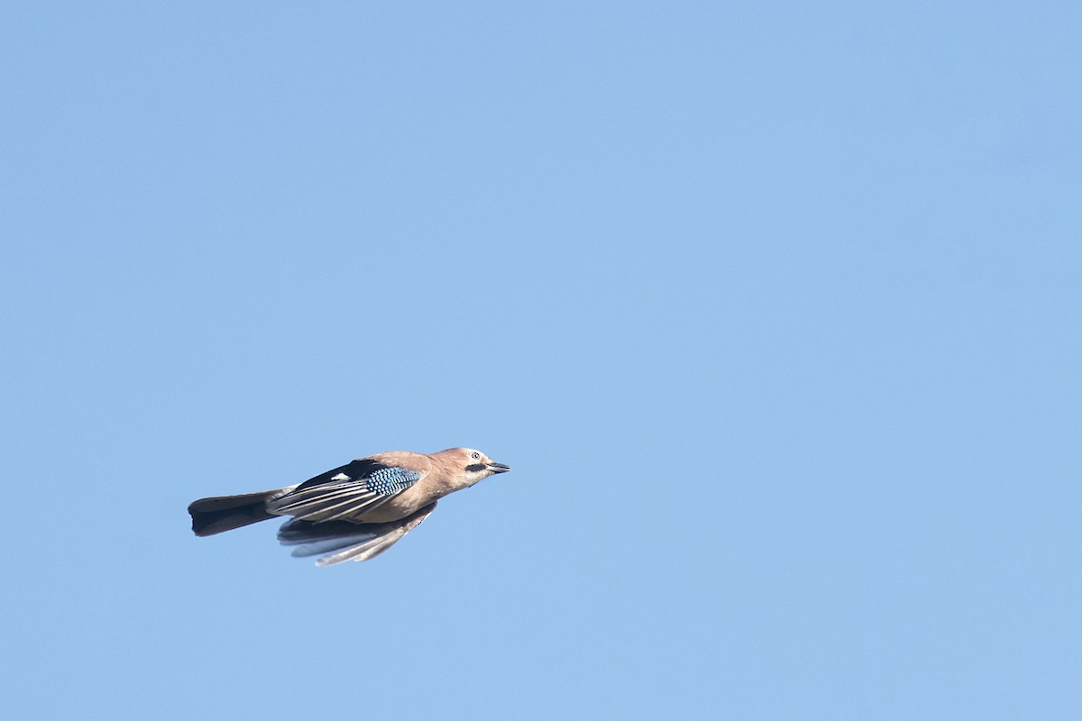 Eurasian Jay (Eurasian) - ML623835068