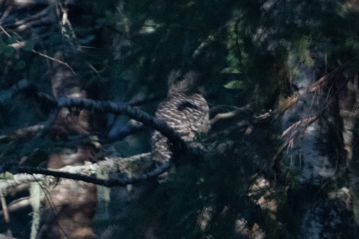 Barred Owl - Cory Gregory