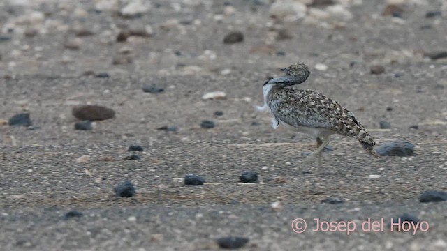 Houbara Bustard (Canary Is.) - ML623835250