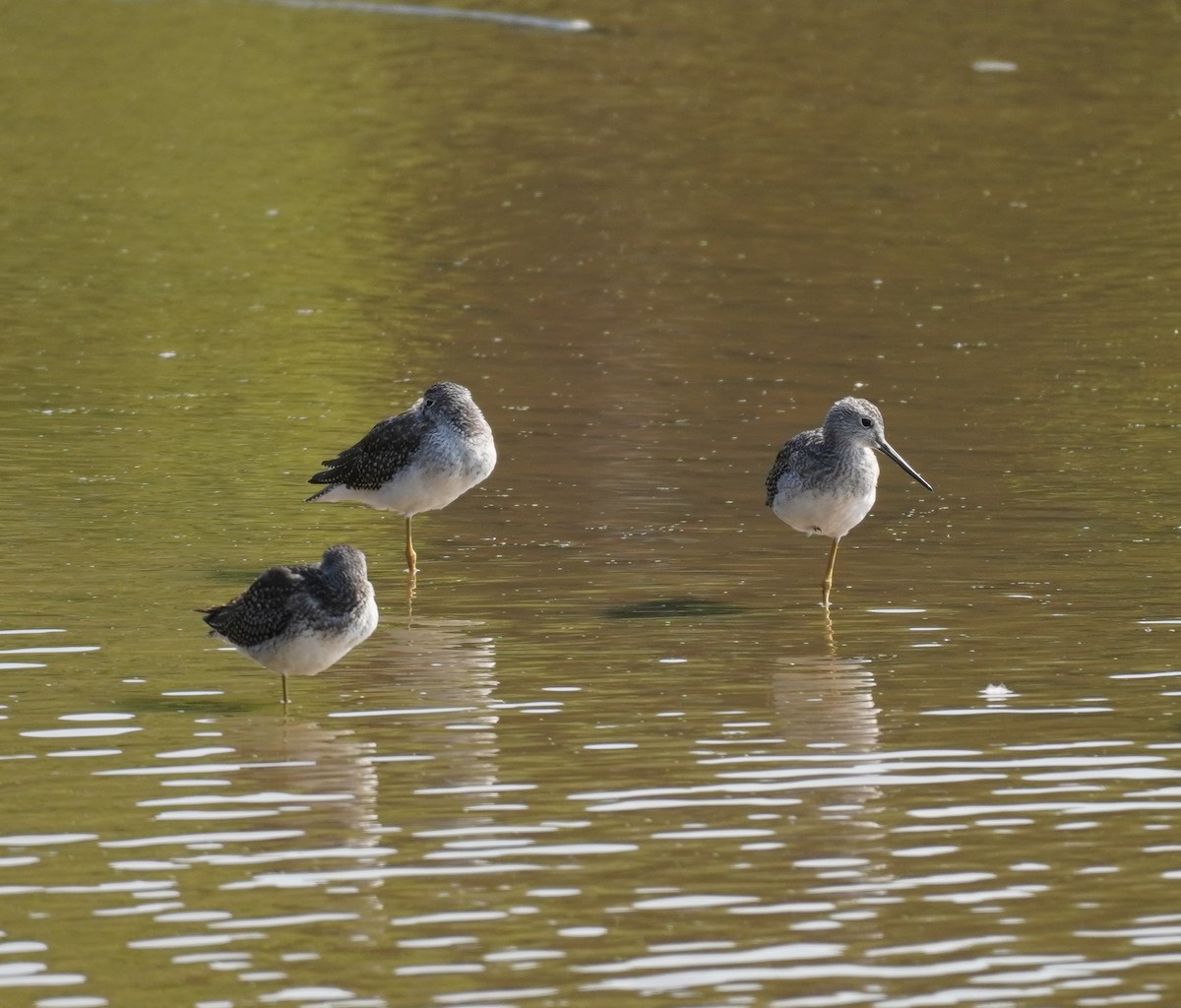 Greater Yellowlegs - ML623835328