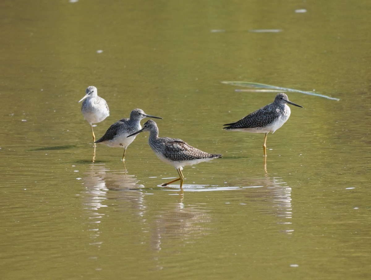 Greater Yellowlegs - ML623835365