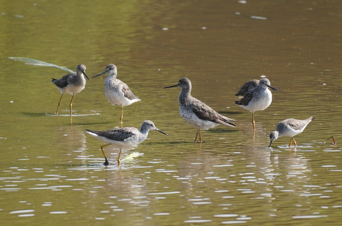 Greater Yellowlegs - ML623835366