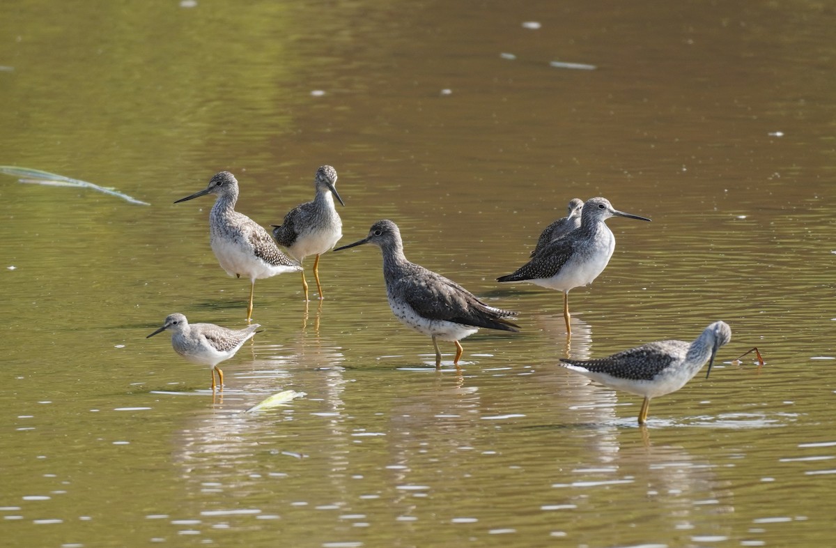 Greater Yellowlegs - ML623835367