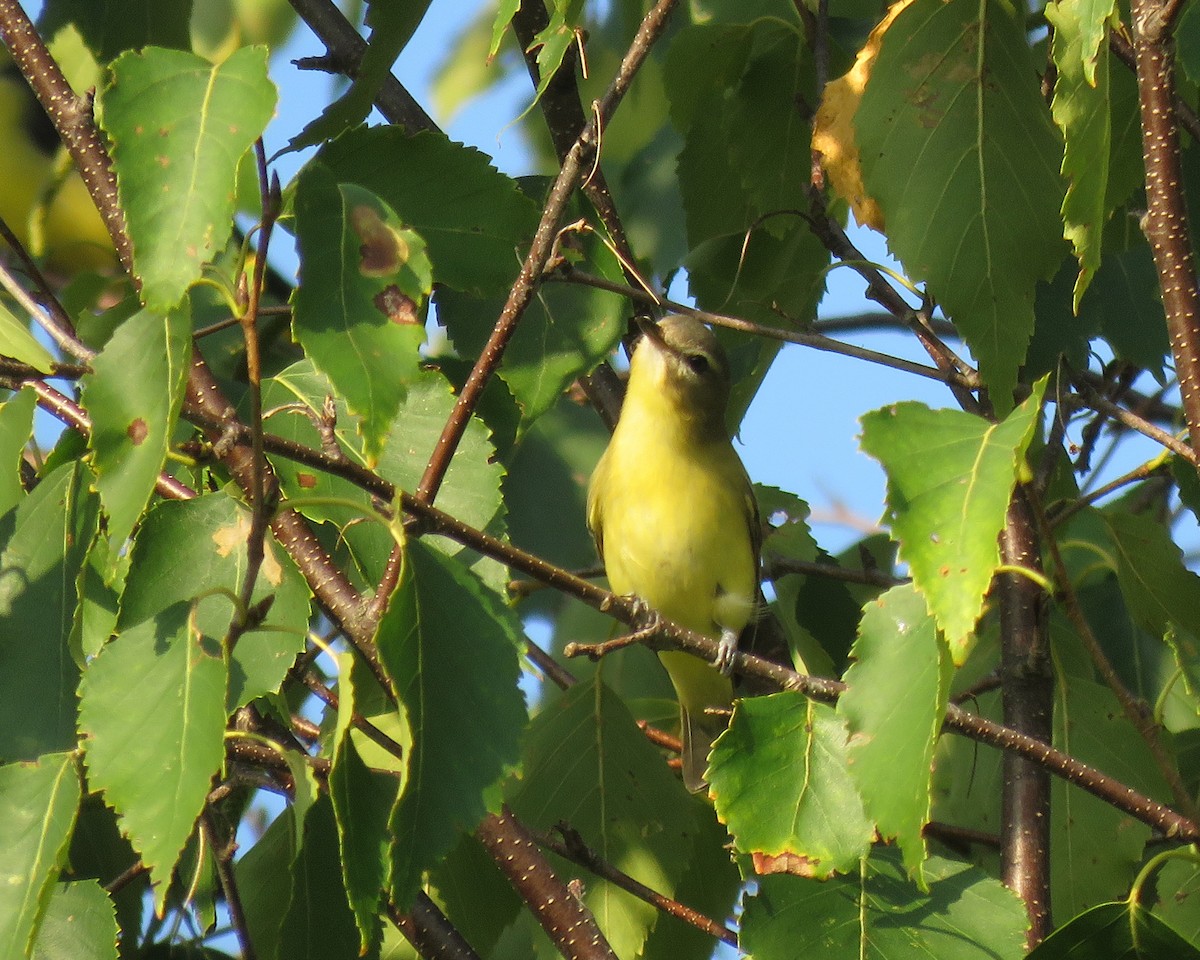 Philadelphia Vireo - ML623835437