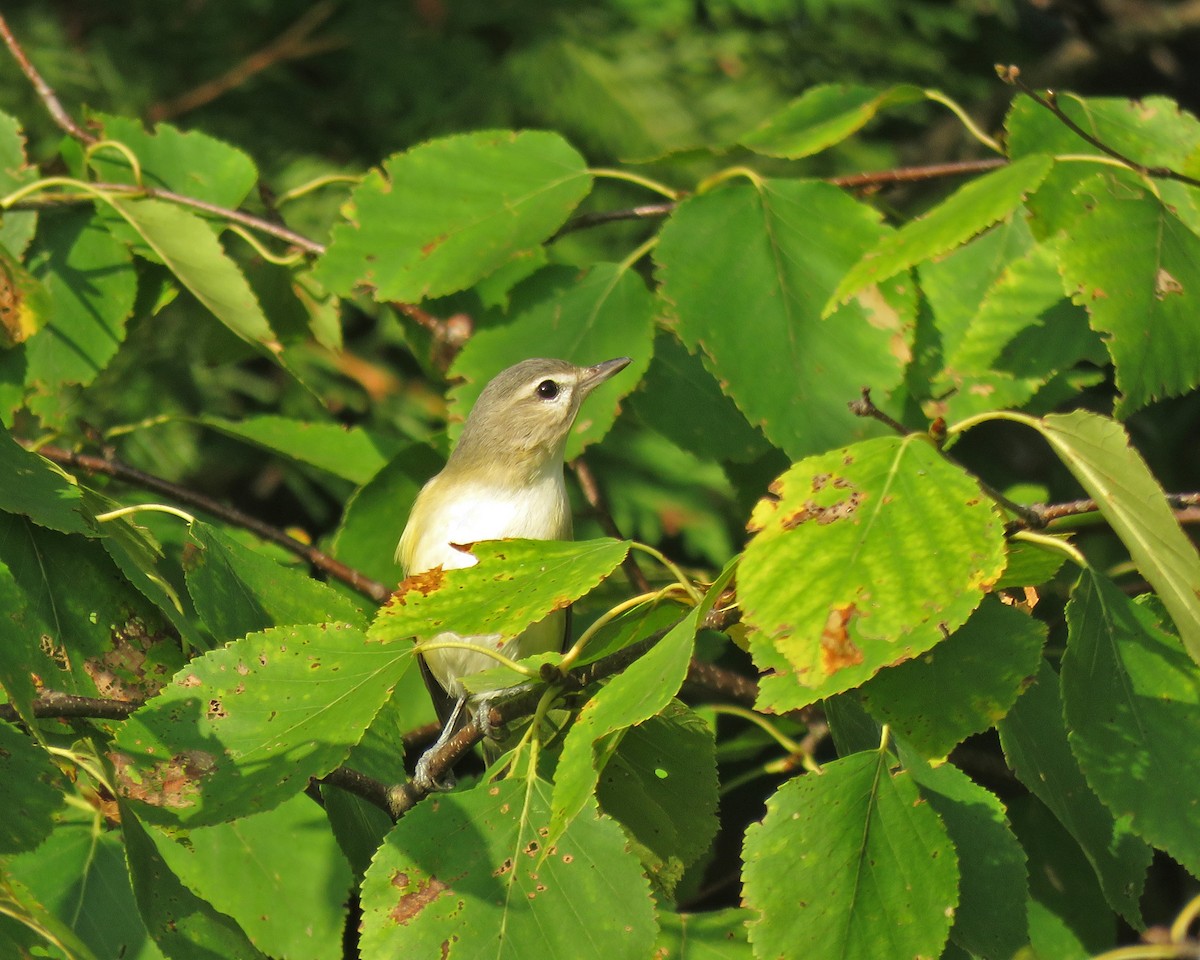 Warbling Vireo - ML623835450